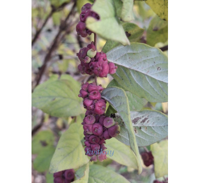 Сніжноягідник китайський  Беррі (Symphoricarpos orbiculatus Berry)